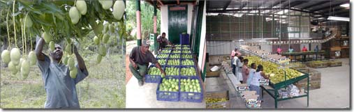Mango exports from Haiti