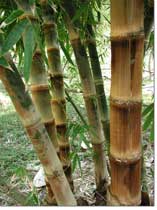 Bamboo