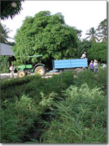 bamboo at ORE